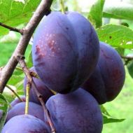 Саджанець Слива Амерс (тип венгерка) в контейнері